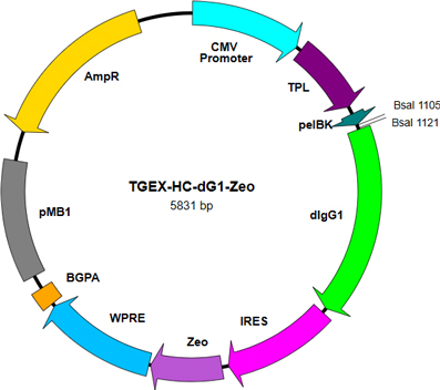 TEGX-HC-dG1-Zeo map